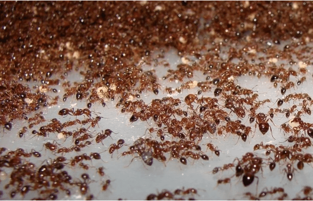 Народные средства для борьбы с муравьями в квартире