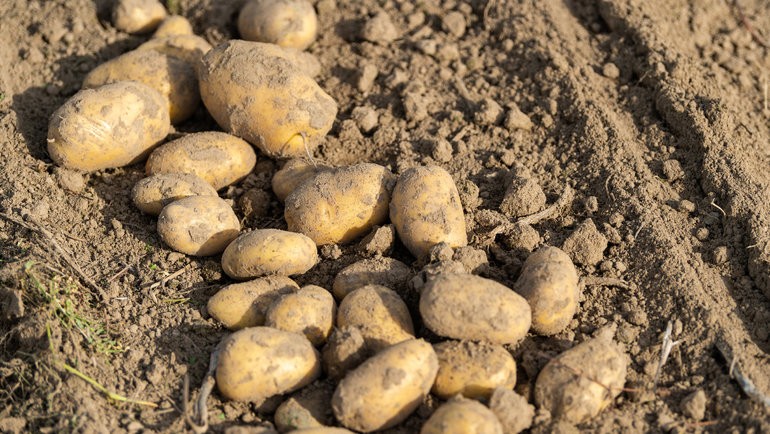 Исследования показывают что картофель - лучше чем другие углеводные гарниры
