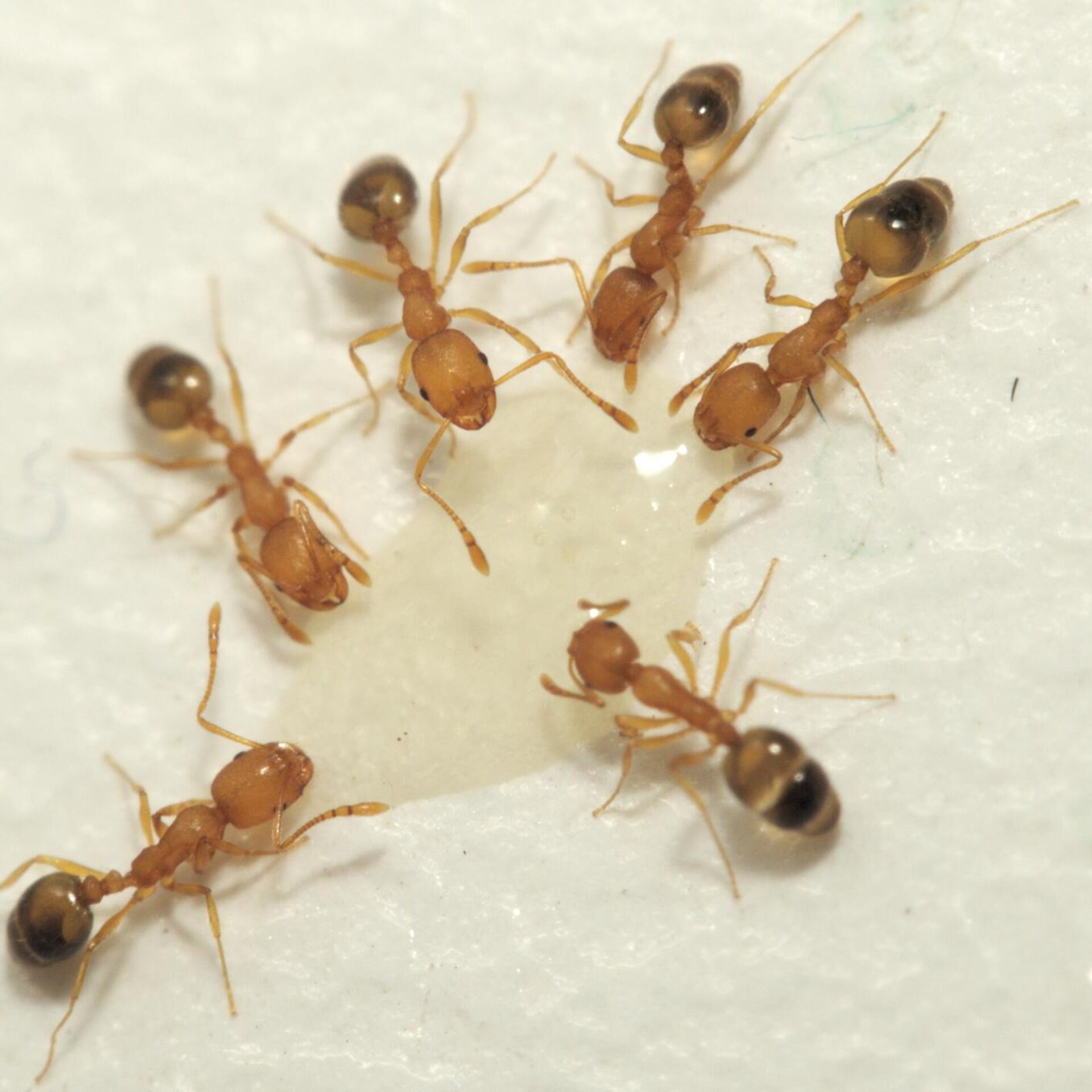 Как избавиться от муравьев в квартире навсегда