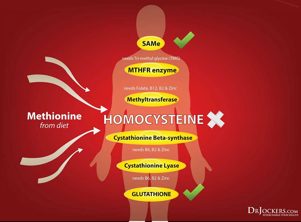 Гомоцистеин - это аминокислота, которая образуется в организме при обмене метионина, одной из основных аминокислот. Однако, высокий уровень гомоцистеина может стать потенциальной причиной различных заболеваний.