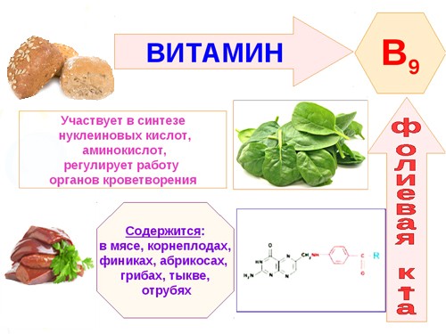 Биологическая роль витамина B9