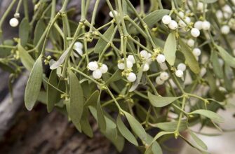 Health Benefits of Mistletoe big