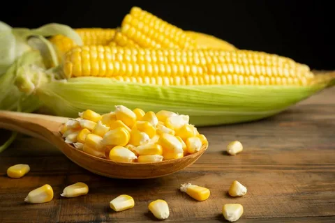 Калорийность и полезные свойства кукурузы